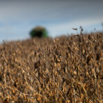 Agro goiano exporta US$ 1,1 bilhão em abril