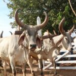 Carreiros de Damolândia partem rumo à festa do Divino Pai Eterno