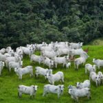 Goiás é destaque em preservação ambiental associada ao crescimento do agronegócio