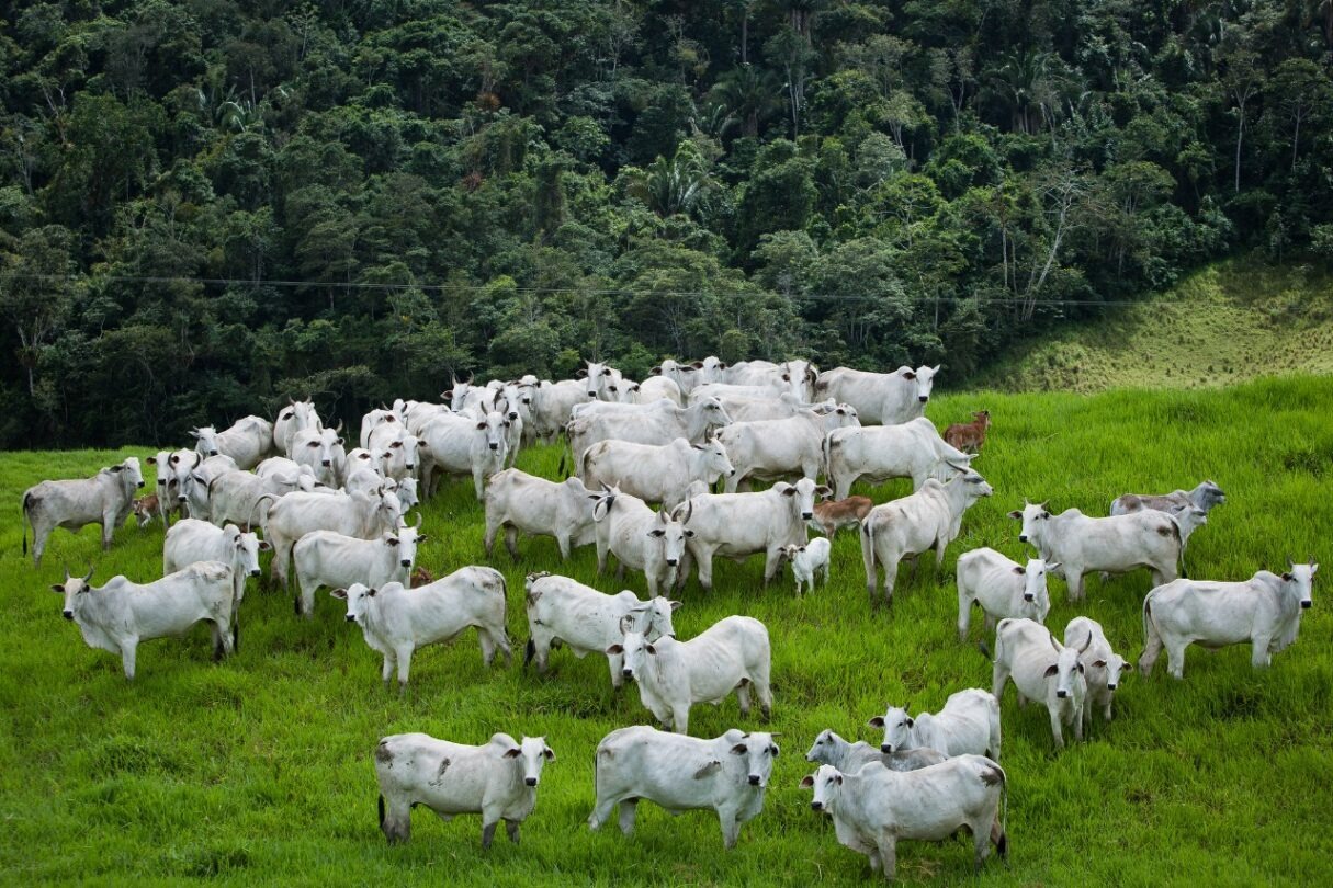 Goiás é destaque em preservação ambiental associada ao crescimento do agronegócio