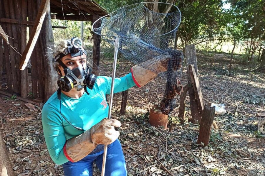 Agrodefesa aumenta monitoramento de morcegos contra raiva em herbívoros