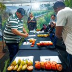 Concurso da Emater elege o melhor tomate de Goianápolis