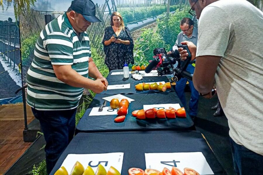 Concurso da Emater elege o melhor tomate de Goianápolis