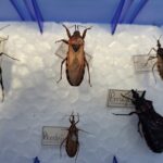 Saúde alerta sobre importância da prevenção à doença de Chagas