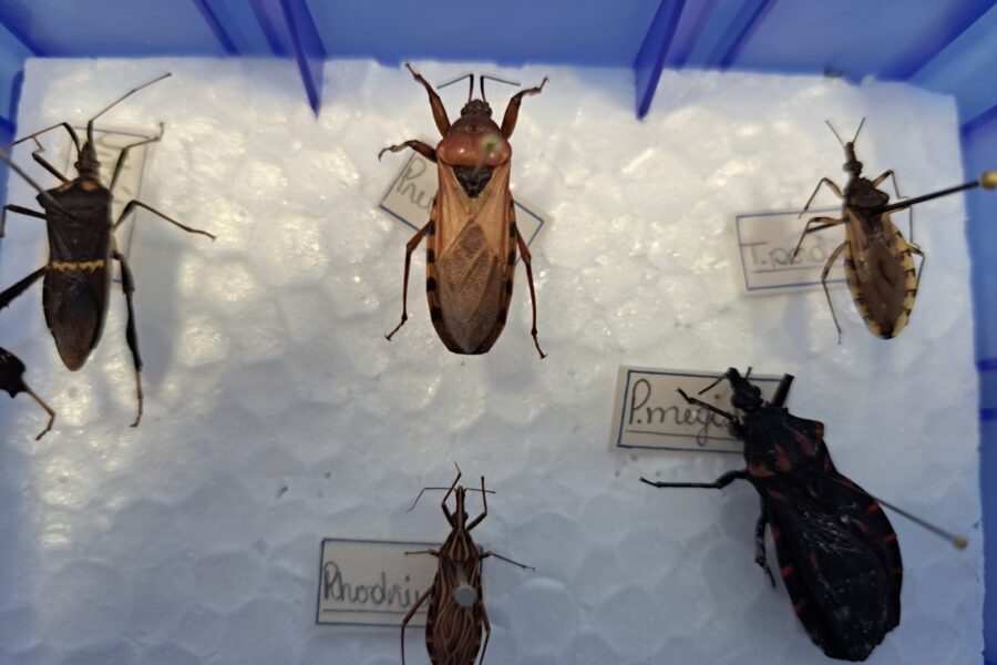 Saúde alerta sobre importância da prevenção à doença de Chagas