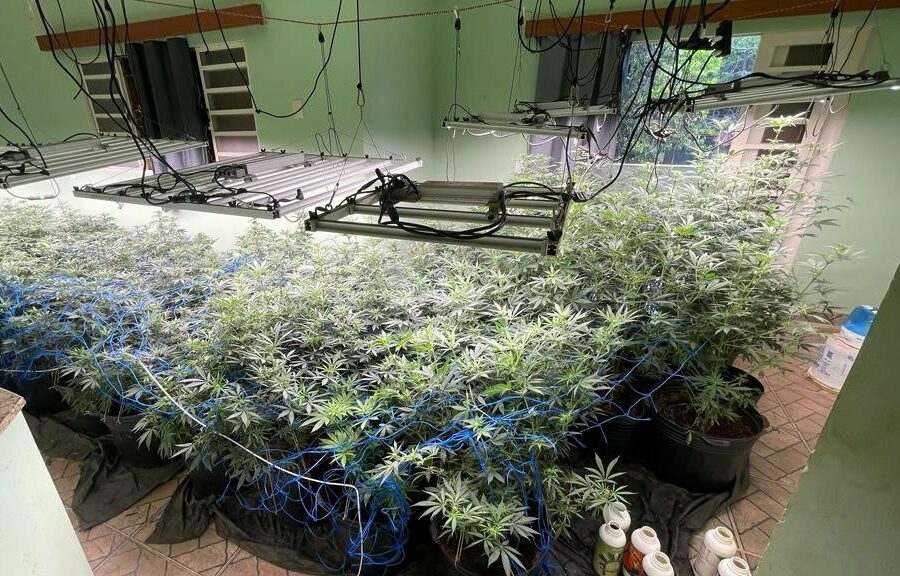 PM encontra plantio de skunk em estufas em Goiânia