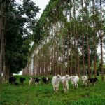 Goiás atua na difusão de práticas agropecuárias sustentáveis