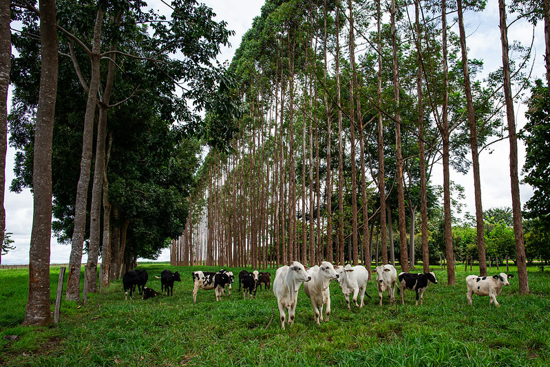 Goiás atua na difusão de práticas agropecuárias sustentáveis