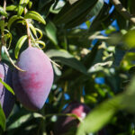 Agro em Dados de julho destaca fruticultura em Goiás