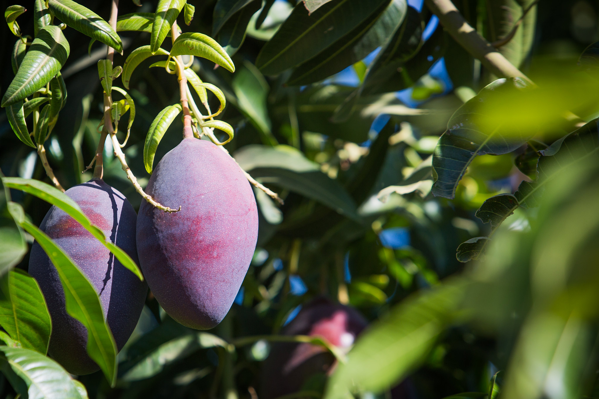 Agro em Dados de julho destaca fruticultura em Goiás