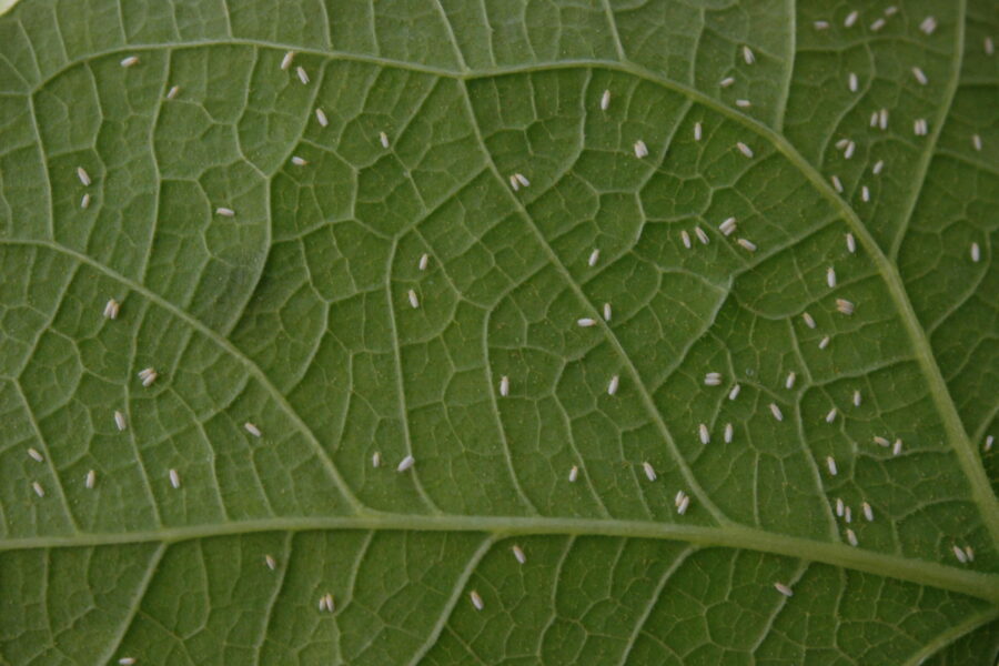 Para controlar mosca branca, Goiás encerra período da semeadura do feijão
