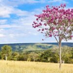 Consulta e audiências discutem concessão do Parque da Serra de Caldas