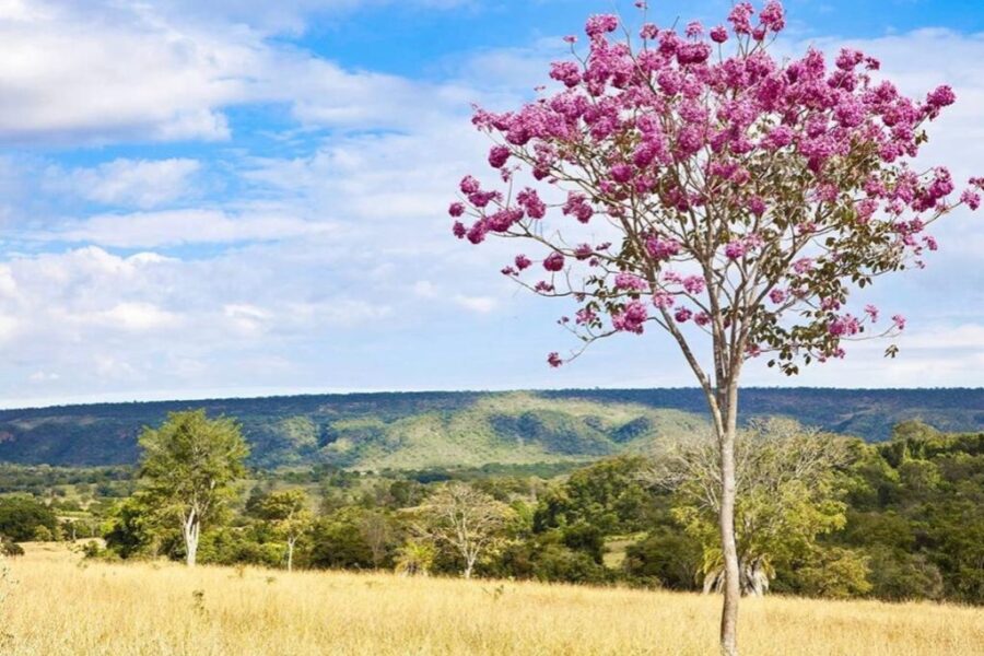 Consulta e audiências discutem concessão do Parque da Serra de Caldas