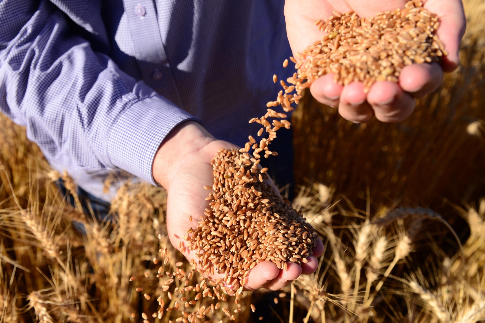 FCO aprova mais de R$ 65 milhões para agropecuária