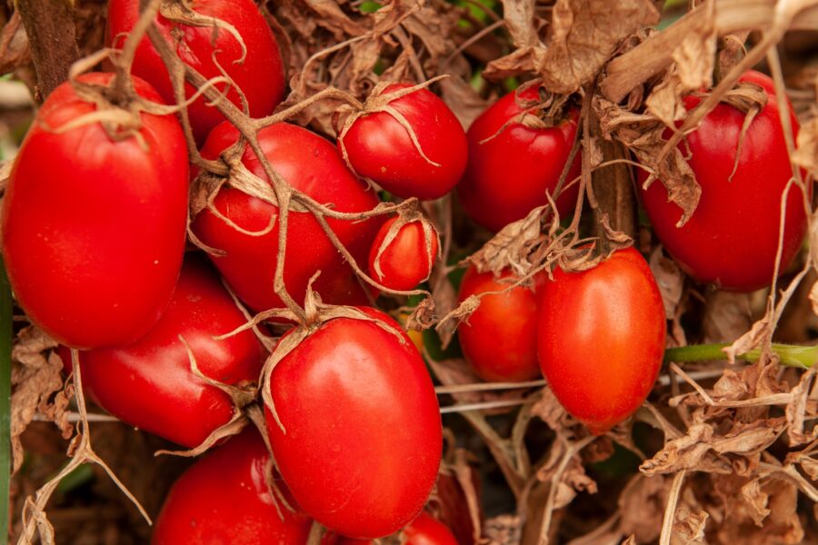 Goiás encerra período de transplantio de mudas de tomate rasteiro