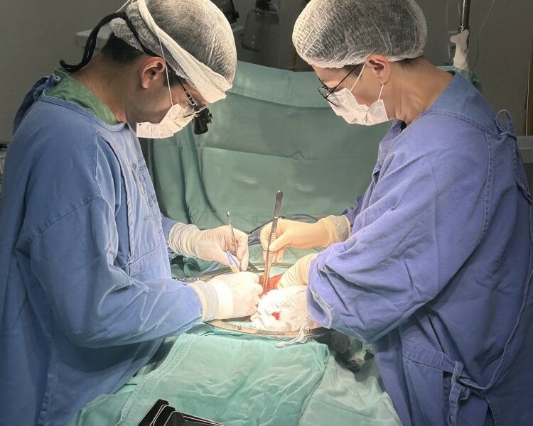 HGG renova autorização para transplantes de rins