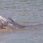 Goiás avalia risco de extinção para mais de 2 mil espécies da fauna local