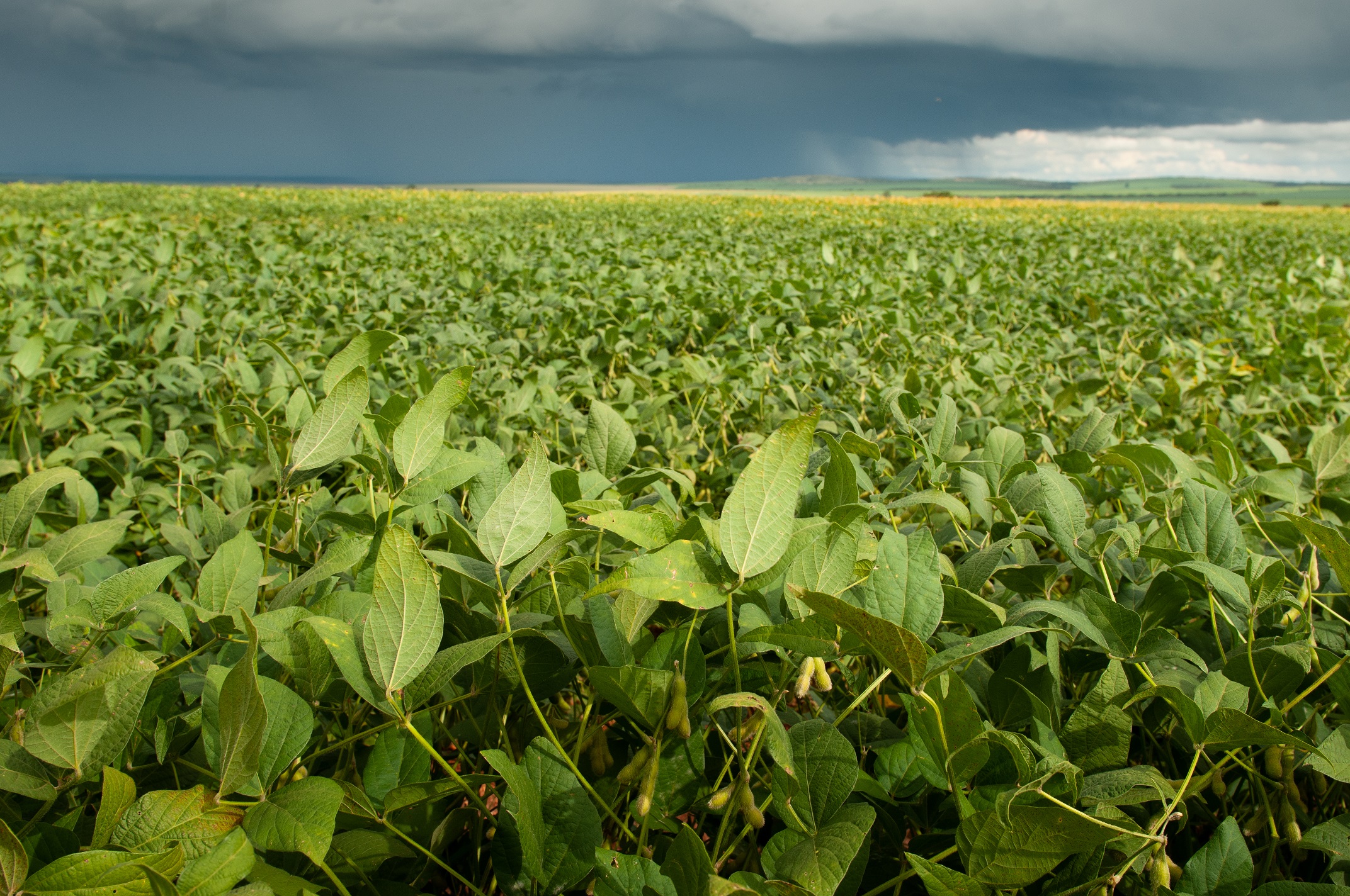 Agrodefesa apresenta proposta de programação da 8ª CNDA