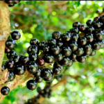 Hidrolândia recebe encontro técnico sobre cultura da jabuticaba