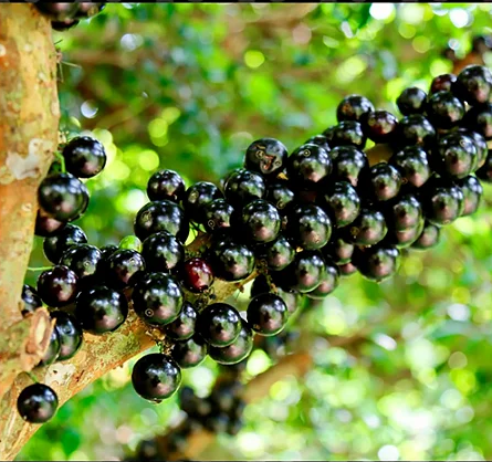 Hidrolândia recebe encontro técnico sobre cultura da jabuticaba