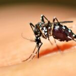 Goiás reduz casos de chikungunya