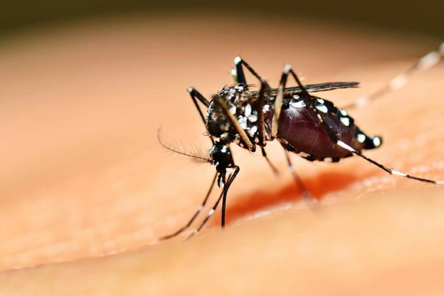 Goiás reduz casos de chikungunya