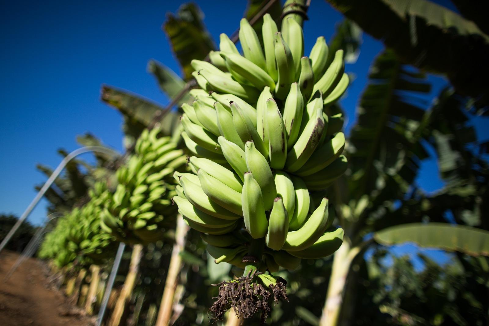 Evento vai discutir desafios da bananicultura em Goiás