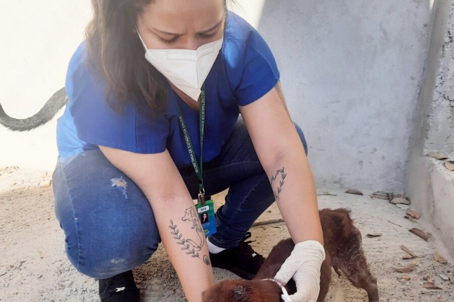 Saúde alerta sobre alto risco de letalidade da leishmaniose