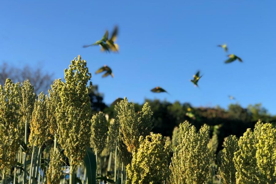 Estimativa da safra goiana de grãos 2022/23 é revista para cima
