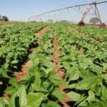 Agro em Dados de agosto abre espaço para a produção de feijão em Goiás