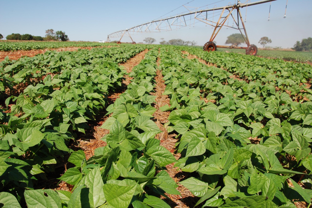 Agro em Dados de agosto abre espaço para a produção de feijão em Goiás