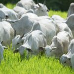 Agrodefesa contribui para crescimento de abates de bovinos e aves em Goiás