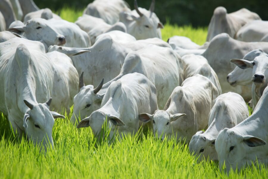 Agrodefesa contribui para crescimento de abates de bovinos e aves em Goiás