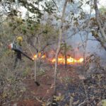 Publicado decreto que garante ação rápida contra incêndios florestais