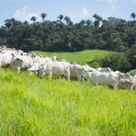 Crescimento do rebanho bovino goiano bate novo recorde