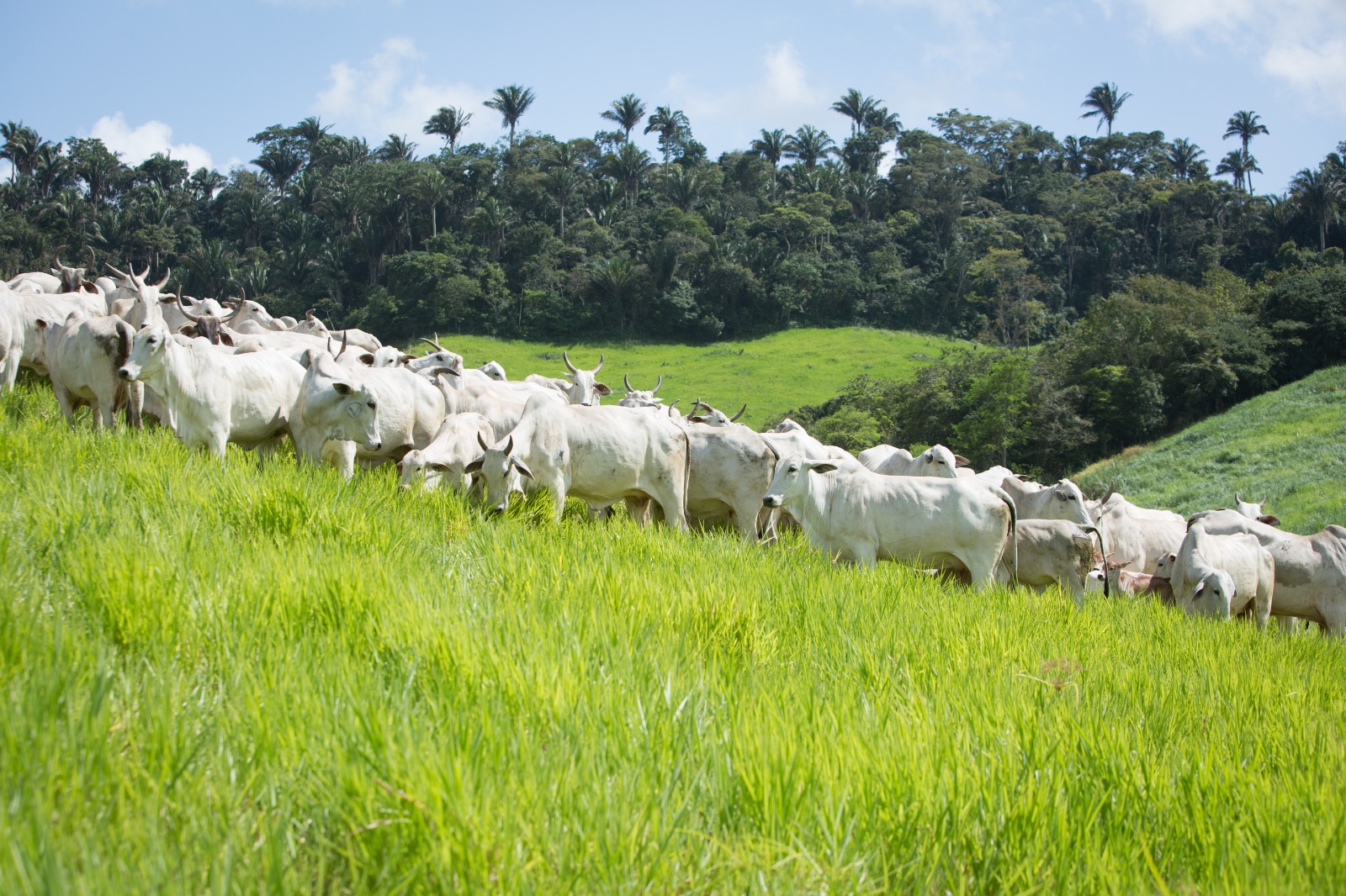 Crescimento do rebanho bovino goiano bate novo recorde