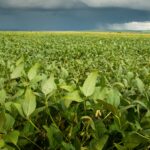 Radiografia do Agro destaca a contribuição do campo para a balança comercial goiana