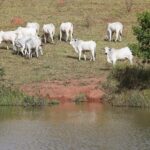 Pecuarista goiano deve fazer declaração de  rebanho a partir desta quarta, 1º de novembro