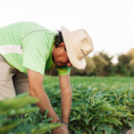 Crédito Rural: Emater contribuiu com cerca de R$ 140 milhões na economia goiana em 2023