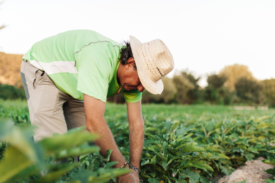 Crédito Rural: Emater contribuiu com cerca de R$ 140 milhões na economia goiana em 2023