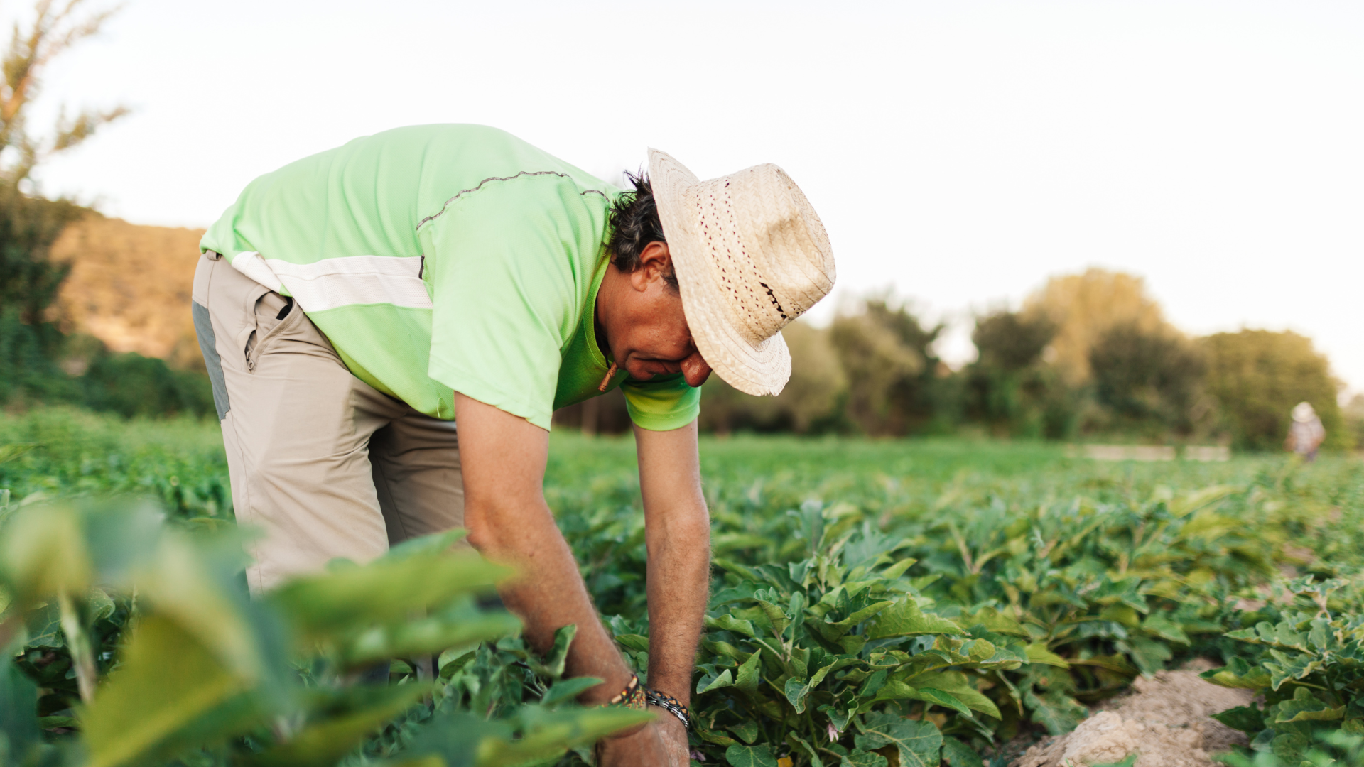 Crédito Rural: Emater contribuiu com cerca de R$ 140 milhões na economia goiana em 2023