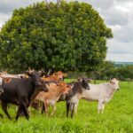 Vacinação contra raiva de herbívoros começa em 1º de novembro