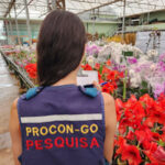 Dia de Finados: pesquisa do Procon aponta variação de até 585% em preço de flores