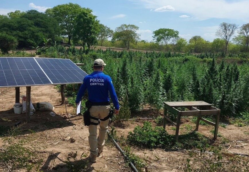 PM flagra plantação com mais de 3 mil pés de maconha