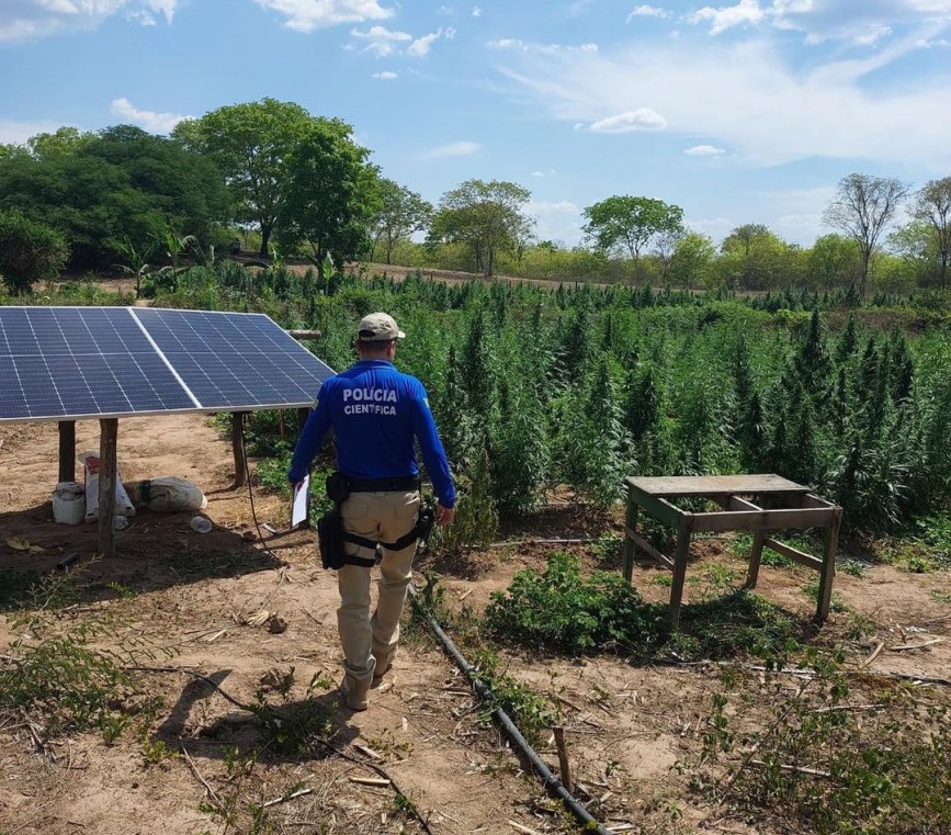 PM flagra plantação com mais de 3 mil pés de maconha