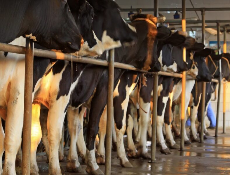 Índice da cesta de derivados lácteos varia -2,95% em outubro