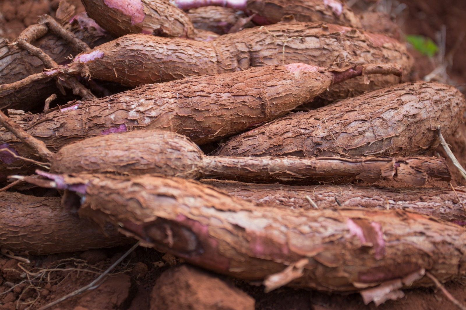 Produção de mandioca em Goiás deve totalizar 207,7 mil toneladas este ano