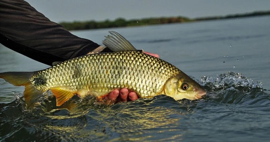 Piracema: período de defeso começa 1º de novembro