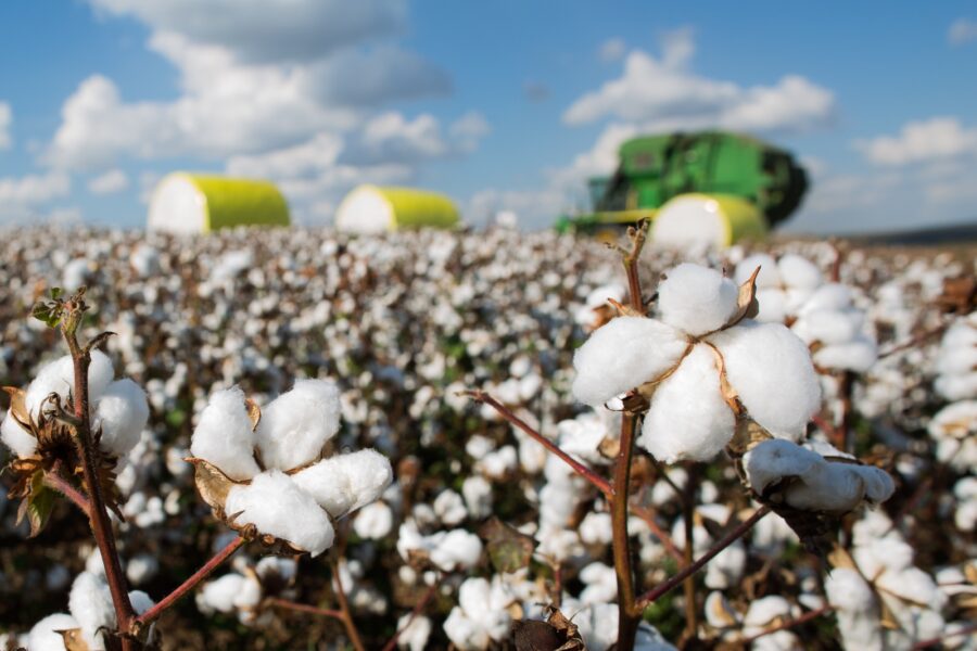 Produção goiana de algodão deve aumentar 4,7% no ciclo 2023/2024
