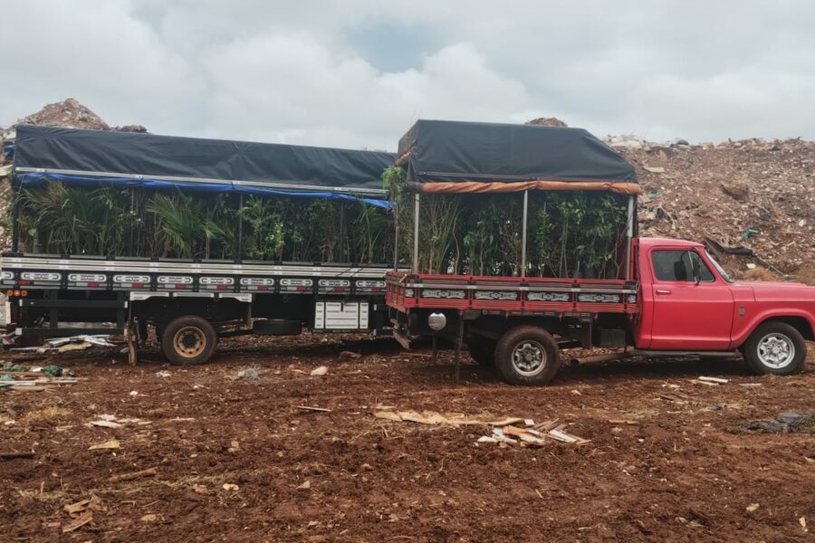 Agrodefesa combate comércio clandestino de mudas